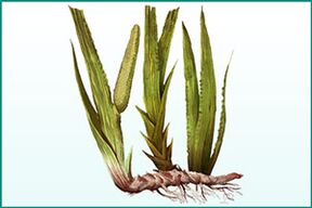 Calamus penguatan umum dan penambah potensi